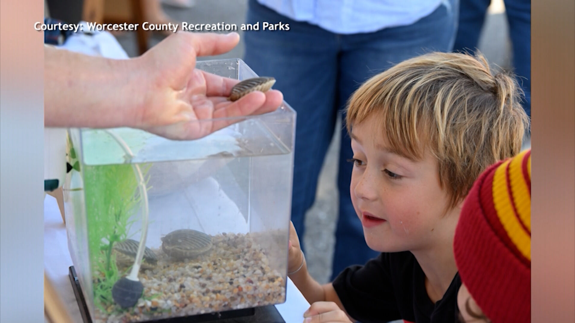 Worcester County Recreation and Parks is Telling Us All About Harbor Day at the Docks